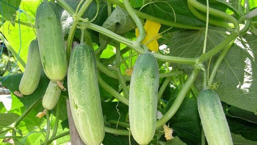 4 loại rau bổ dưỡng lại dễ trồng nhất quả đất, không cần chăm vẫn tốt um trong vườn