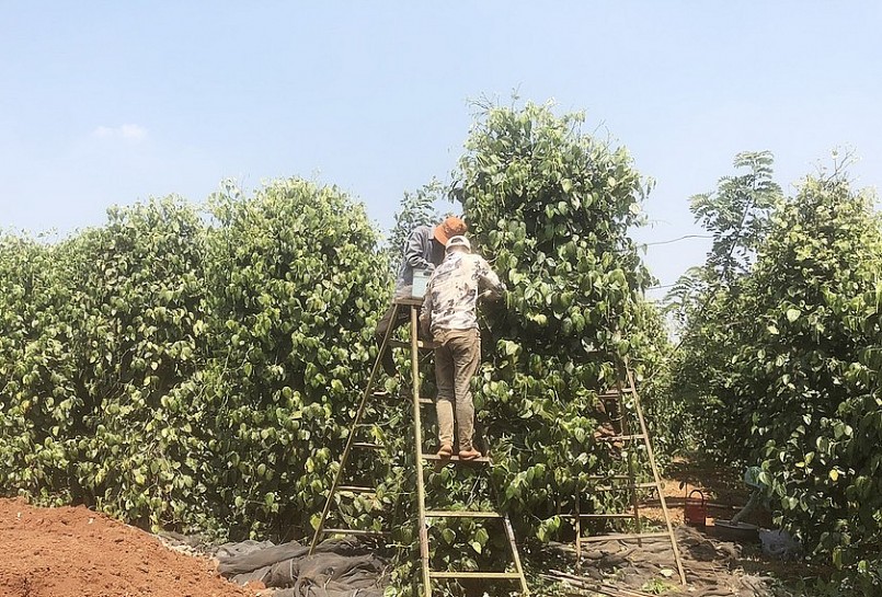 Người dân Chư Prông thu hoạch tiêu xanh cung cấp cho Công ty TNHH một thành viên An Thắng Gia Lai. Ảnh: Nguyễn Diệp