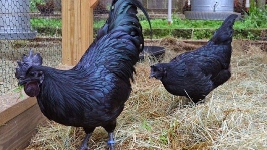 Giống gà đen nhẻm hàng trăm năm nay vẫn là đặc sản trứ danh quý cỡ nào mà mỗi con tới 50 triệu đồng?