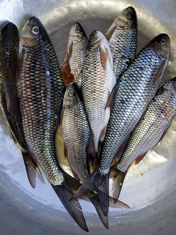 Loại cá được ví như "lộc trời" chỉ có ở Quảng Ngãi, giờ là món đăc sản hạng sang, càng ăn càng mê