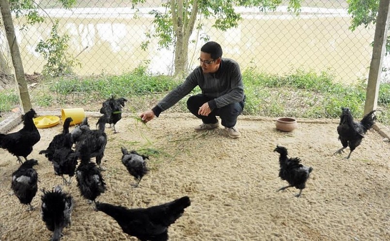 Trang trại anh Nhữ Giáp được xem là nơi đầu tiên nhân giống thành công loại gà đen đắt đỏ này tại Việt Nam.