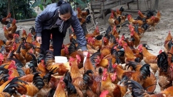 Việt Nam nuôi gà nhiều nhất thế giới vẫn nhập từ lòng mề  cổ cánh và gà thải loại, người nuôi kêu trời