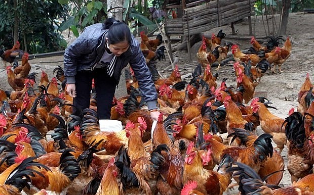 Hiện Việt Nam thuộc tốp những nước nuôi gà lớn nhất thế giới với tổng số khoảng 557,3 triệu con gia cầm.
