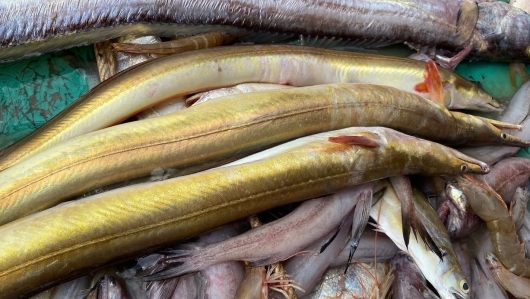 Loài cá giống con lươn mang tên một loại củ là đặc sản ở Cà Mau bán 1 triệu đồng/kg vẫn cháy hàng
