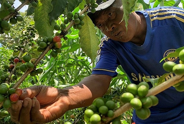 Người dân miền Trung của Madagascar đang thu hoạch cà phê.