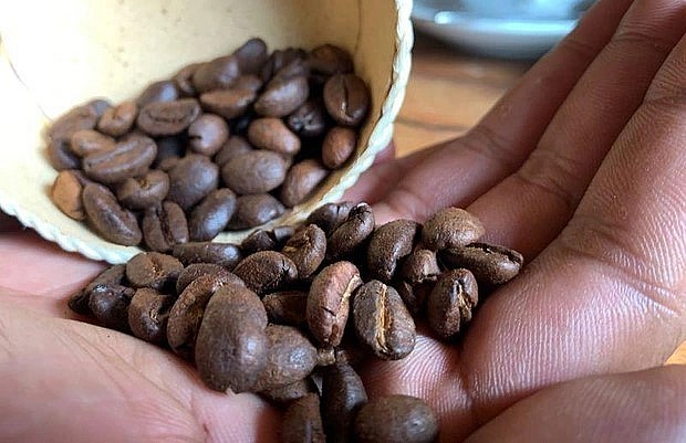 Hạt cà phê bourbon pointu được bán trong nước với giá khoảng 5,18 triệu VND/kg, cao hơn 50 lần so với giá cà phê thương phẩm.