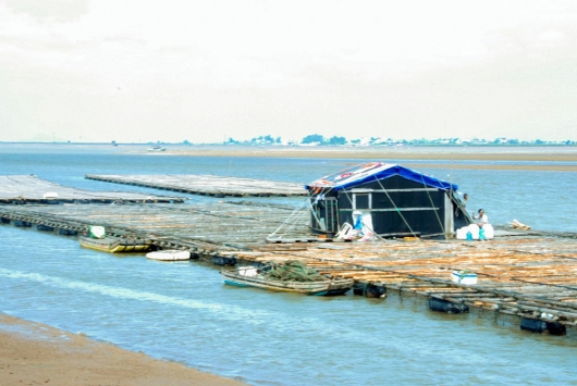 Phát huy việc bảo vệ môi trường trong nuôi trồng thủy sản