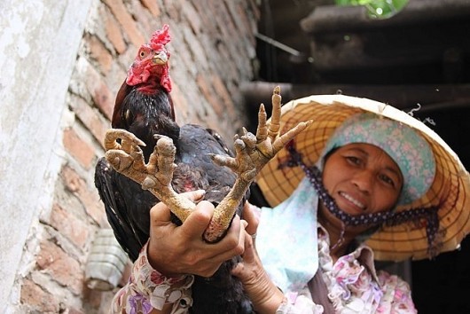 Đến Xuân Sơn- Phú Thọ, thưởng thức đặc sản gà 9 cựa trong truyền thuyết
