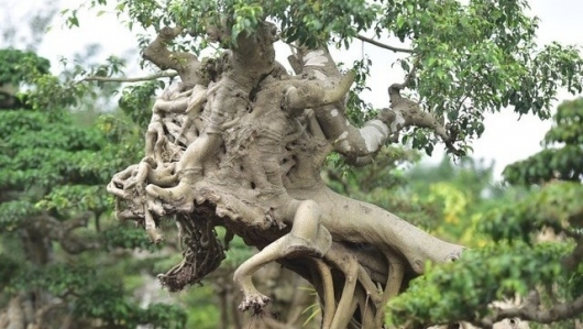 Những siêu phẩm sanh bonsai "đệ nhất trời Nam" lẫy lừng, đại gia chi chục tỷ không tiếc tay