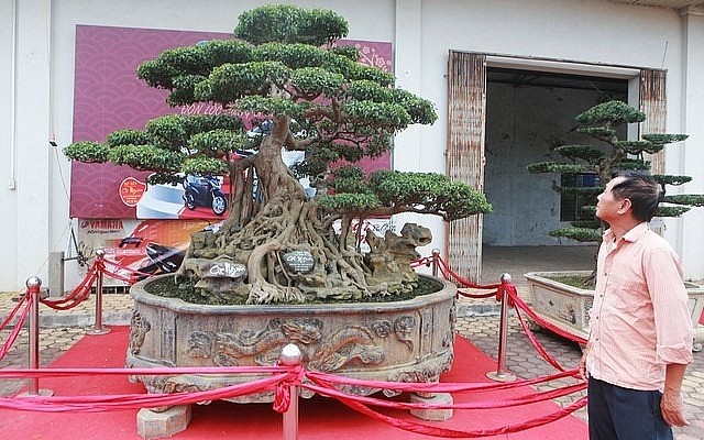Cây sanh cổ có tuổi đời gần 300 năm và sở hữu bộ rễ ôm đá đẹp nhất Việt Nam.