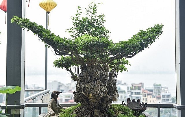 Những siêu phẩm sanh bonsai 