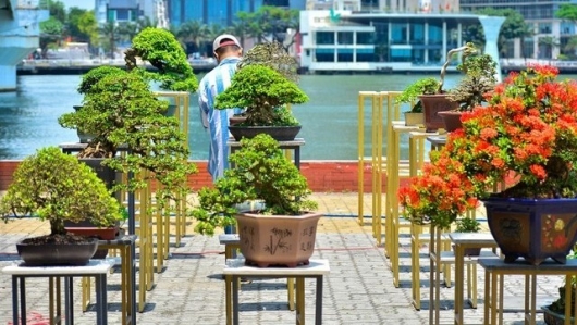 Mãn nhãn trước những siêu phẩm bonsai độc đáo khoe dáng dưới chân cầu sông Hàn