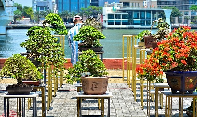 Hàng trăm bonsai độc lạ đang hội ngộ trong cuộc triển lãm cây cảnh dưới chân cầu sông Hàn. 