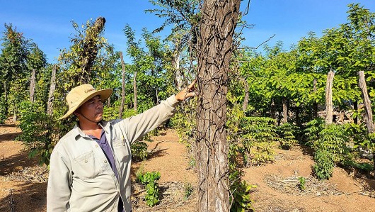 Đắk Lắk: Hàng trăm lò than 'nhả khói' gây ô nhiễm môi trường, nông dân bỏ làm rẫy chạy lấy người