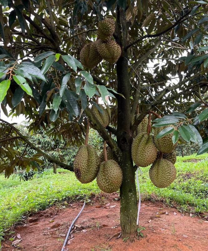 Bầu Đức đang trồng 2 giống sầu riêng có chất lượng và giá cao nhất là sầu riêng Monthong (Thái Lan) và Musaking (Malaysia) với diện tích lên đến 1.000 hecta.