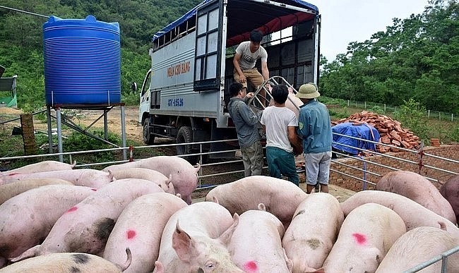 Giá heo hơi hôm nay (30/4) khép lại một tuần với xu hướng tăng nhẹ. 