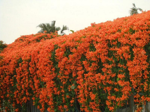 Những loại cây được ví như “máy sản xuất hoa mùa hè”, nắng càng to hoa càng nhiều