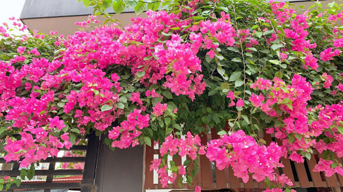 Những loại cây được ví như “máy sản xuất hoa mùa hè”, nắng càng to hoa càng nhiều
