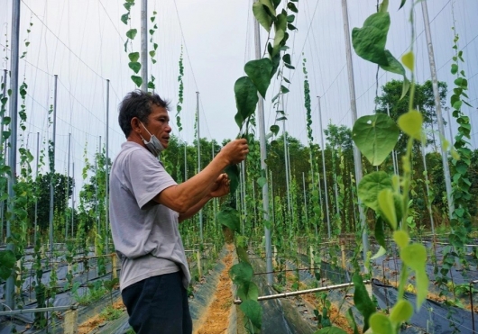 Đem cây mọc hoang trên rừng về trồng, lão nông chỉ bán lá cũng có tiền tỷ