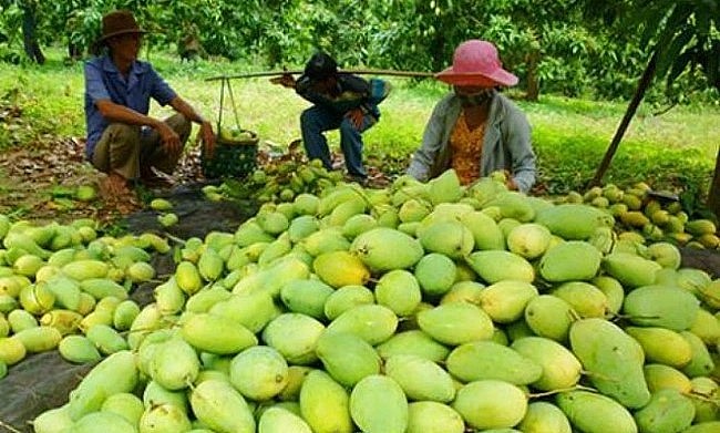 Ngoài thị trường Nhật Bản, trái xoài Việt Nam còn mở rộng ra nhiều thị trường quốc tế.