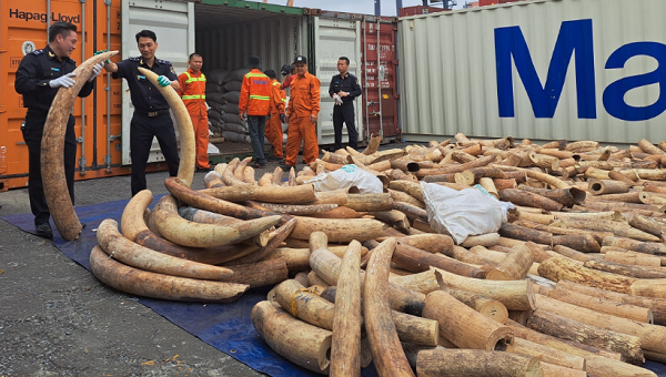 Lô hàng hơn 7,6 tấn ngà voi châu Phi nhập lậu tại cảng Hải Phòng bị bắt giữ