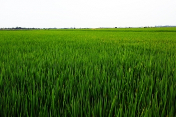 Bắc Giang: Tập trung phòng, trừ sinh vật gây hại trên cây lúa vụ chiêm xuân 2022-2023