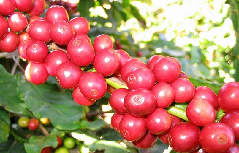 Giá nông sản hôm nay (02/5), tính đến ngày 01/5, giá cà phê  robusta thế giới giao dịch ở mức 2.407 USD/tấn, mức cao nhất kể từ tháng 7/2011.