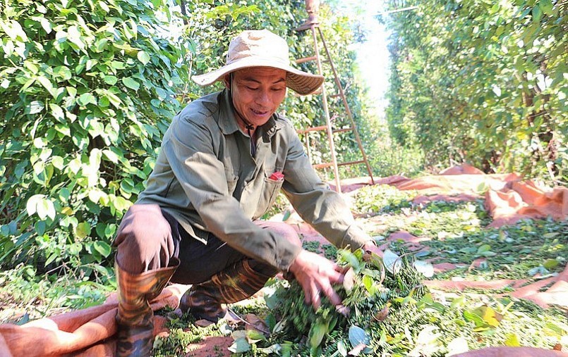 Các cấp, các ngành của tỉnh Gia Lai đang triển khai nhiều giải pháp nhằm lấy lại vị thế cây hồ tiêu.