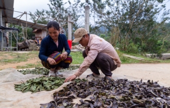 Thứ quả đen sì, nướng lên thơm khắp làng xóm có tác dụng gì mà dân buôn bán cả tấn mỗi ngày