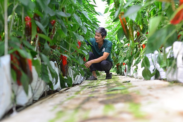 Ông Nguyễn Như Thủy (thôn Kim Phát, xã Bình Thạnh, huyện Đức Trọng) bắt đầu trồng ớt Sweet Palermo công nghệ cao từ năm 2021 đến nay