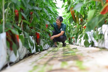 Trồng giống ớt ngọt như trái cây, bán giá 80.000 đồng/kg, nông dân Lâm Đồng thu tiền tỷ