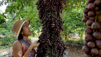 Đẹp lạ vườn cây đỏ, thứ quả chua chua mà sao du khách kéo về nườm nượp thưởng lãm?