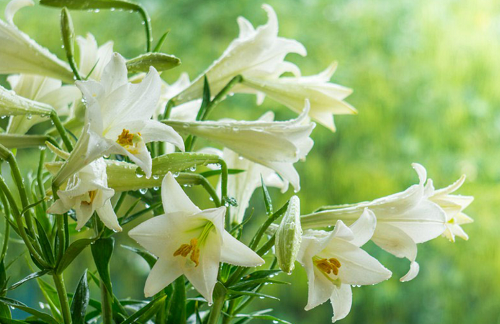 6 loại hoa vừa đẹp vừa thơm, lại có thể pha trà, làm thuốc, trồng một chậu lợi trăm đường