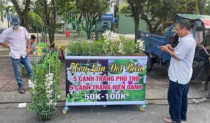 Có thời điểm, lan đột biến ra ngã tư công viên Cầu Trắng (quận Bình Tân, TP.HCM) với giá còn thấp hơn nhiều chậu hoa lan công nghiệp.