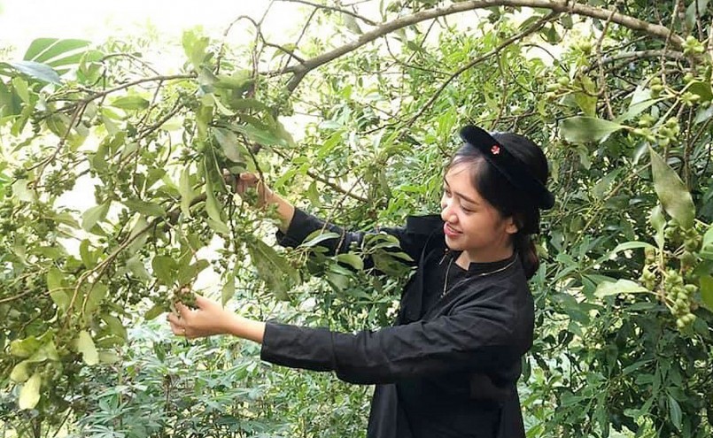 Người dân xã Bình Văn, huyện Chợ Mới (tỉnh Bắc Kạn) thu hoạch hoa hồi.
