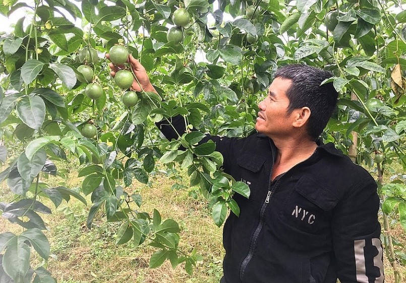 Nhờ sản xuất theo hướng sạch nên vườn chanh dây của ông Nguyễn Văn Minh luôn đạt năng suất cao.