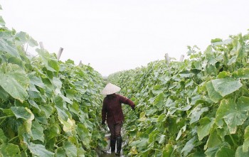 Người dân Hưng Yên đã thu hoạch hơn 2 nghìn héc-ta rau màu vụ xuân