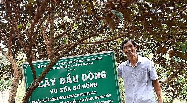 Ông Trần Văn Phương, xã Thới An Hội, huyện Kế Sách (Sóc Trăng) bên cây đầu dòng vú sữa bơ hồng.
