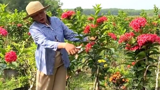Biến khu ruộng chua phèn thành trang trại tiền tỷ nhờ bí quyết xen canh 2 giống hoa đặc biệt