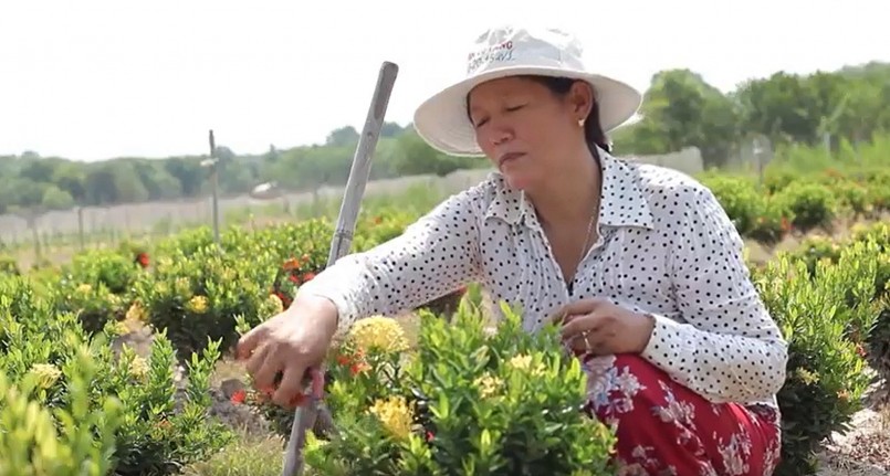 Hiện khu vườn chị Hà rộng 1 ha, trồng 20.000 gốc hoa trang và hoa mai. 
