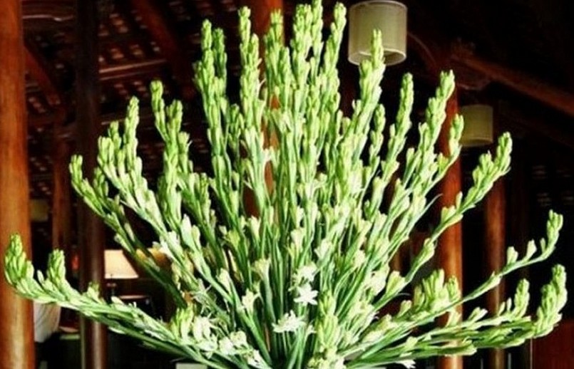 Hoa Huệ còn được biết đến với tên gọi khác là hoa Dạ Lan Hương. 