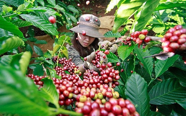 Giá nông sản hôm nay 07/5, giá cà phê có phiên biến động dữ dội khép lại một tuần khởi sắc. 