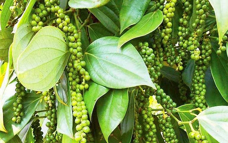 Giá nông sản hôm nay 07/5, hồ tiêu có một tuần khởi sắc.