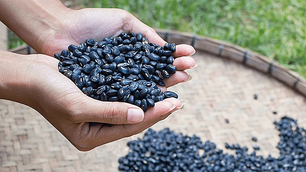 Loại hạt được ca tụng tốt như “thần dược”, tưởng khó trồng nhưng thực ra rất dễ, đất càng cằn càng sai quả