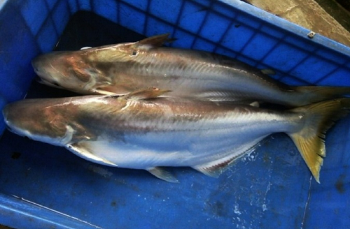 Loài cá nổi tiếng “nhát chết” là đặc sản ở Việt Nam, ăn cực kỳ tốt cho sức khỏe, giá lên tới 500.000 đồng/kg