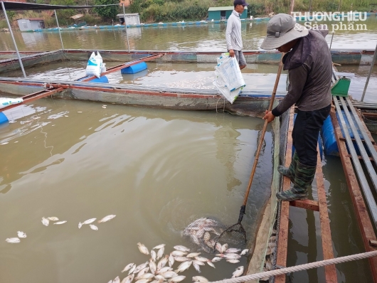 Đắk Lắk: Cá chết bất thường, hàng chục hộ dân "khóc ròng"