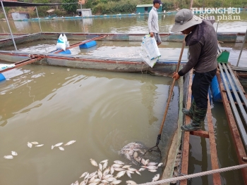 Đắk Lắk: Cá chết bất thường, hàng chục hộ dân 