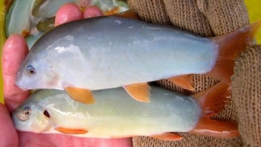 Cá heo miền Tây - đặc sản mùa nước nổi giá tiền triệu mỗi kg