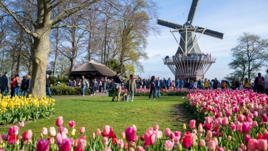 Điều gì khiến vườn hoa tuylip nổi tiếng nhất thế giới tại Hà Lan chỉ mở cửa 2 tháng đã thu hút hàng triệu du khách?