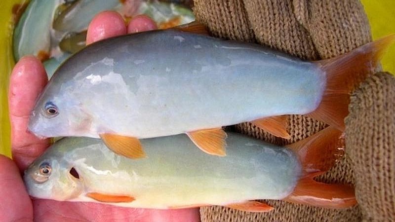 Cá heo miền Tây - đặc sản mùa nước nổi giá tiền triệu mỗi kg